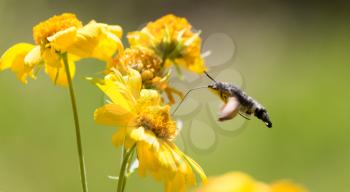 Sphingidae, known as bee Hawk-moth, enjoying the nectar of a yellow flower. Hummingbird moth. Calibri moth.