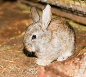 beautiful rabbit on the farm