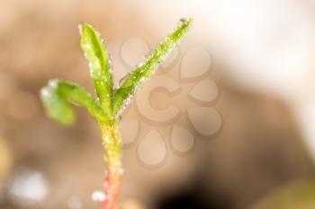 frost on the green sheet. macro