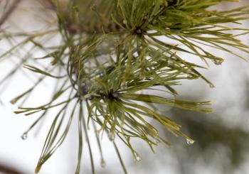 green needles on the tree in nature