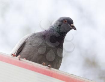 pigeon in the park on the nature