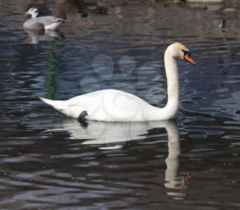 White swan floating on the lake