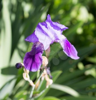 beautiful blue flower on nature