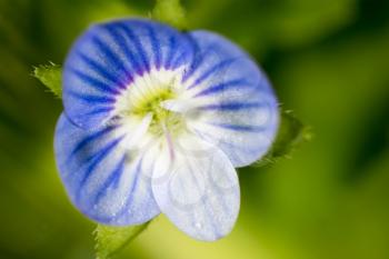 beautiful blue flower on nature