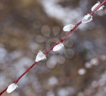 Willow on nature in spring