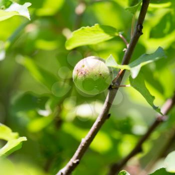 Green unripe apricots in nature