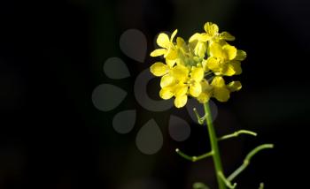 beautiful yellow flower on a black background