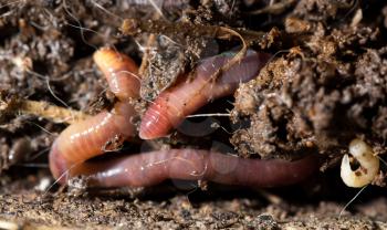 red worms in compost. macro