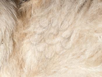 dog fur as background. texture