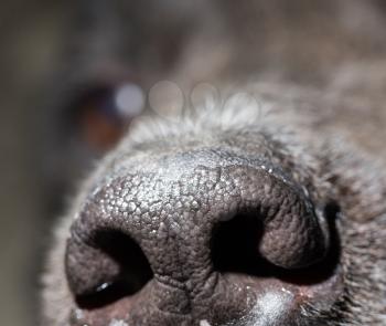 beautiful black dog's nose. macro