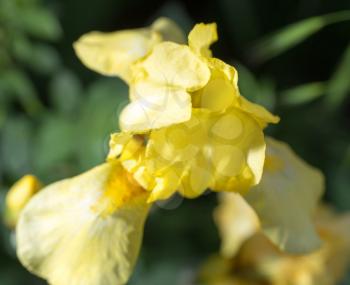 beautiful yellow iris in nature