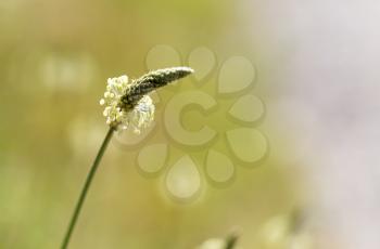 flower on grass in nature. macro