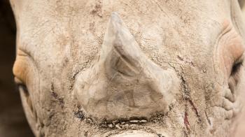 nose rhino in nature. portrait