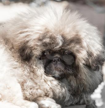 portrait of a fluffy dog