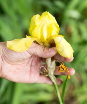 yellow iris flower in hand on nature