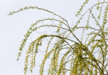 willow tree in bloom on nature