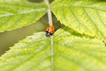 ladybug on a plant in the nature. macro