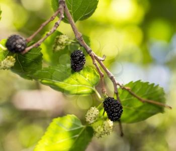 mulberry berries on the tree