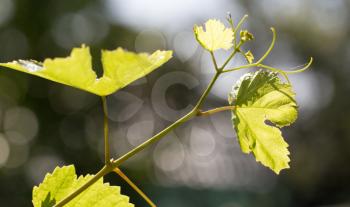 Young grape leaves in nature