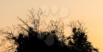 bare branches of a tree on sunset background