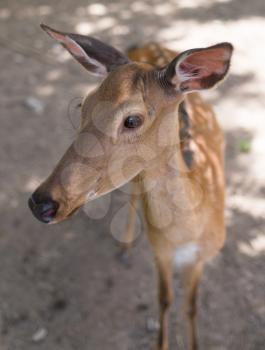 portrait of a young deer in zoo