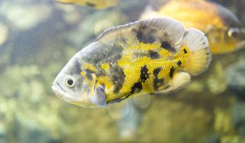 beautiful fish in the aquarium