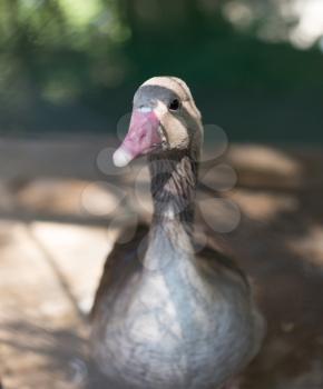 goose in the zoo in nature