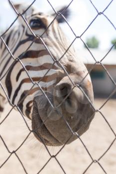 Portrait of a zebra in a zoo behind a fence