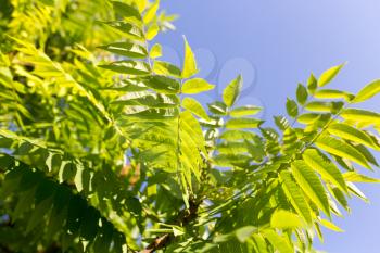 green leaves on the tree in nature