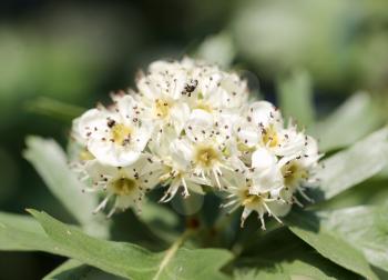 beautiful flowers on the bush outdoors