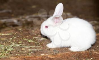 little white rabbit on the farm