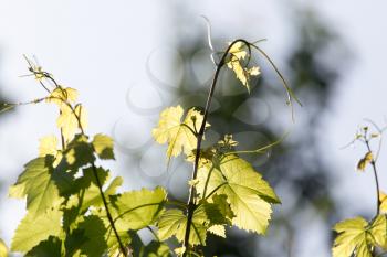 Young grape leaves in nature