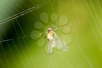 a fly in the web in nature. macro