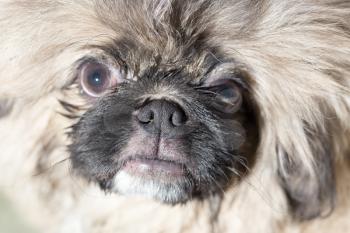 portrait of a beautiful fluffy dog