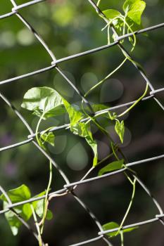 climbing plant on the fence to nature
