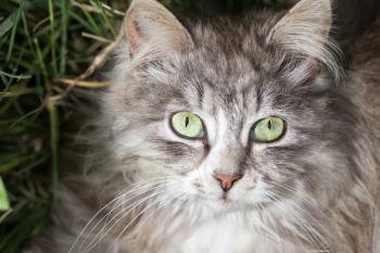 portrait of a beautiful cat in nature