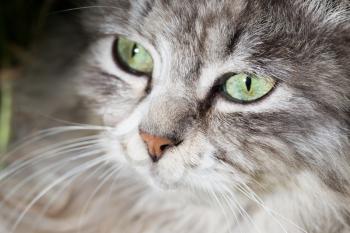 portrait of a beautiful cat in nature