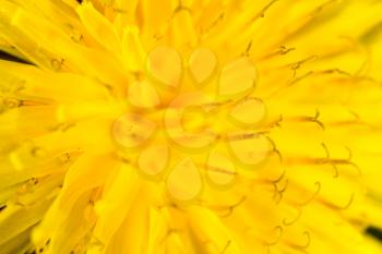 beautiful yellow dandelion flower. macro
