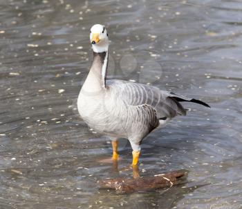 duck in the lake in nature