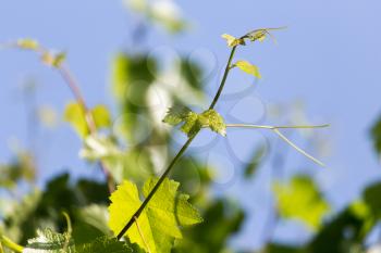 the young leaves of the grape on a background of blue sky