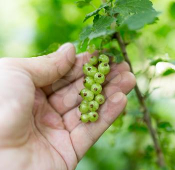 green currant in hand on nature