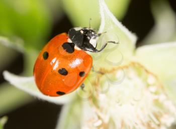 ladybug on a plant in the nature