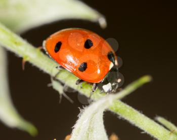 ladybug on a plant in the nature