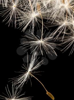 dandelion fluff on a black background. macro