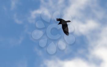 crow in flight against the sky