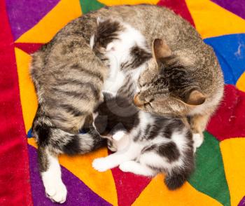 Mother cat with small kittens