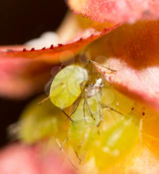 Extreme magnification - Green aphids on a plant