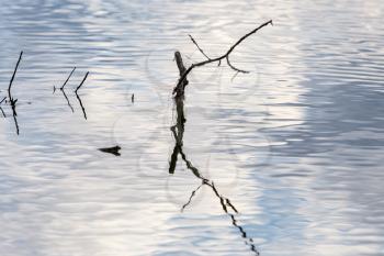 bare branches of trees with reflection on the surface of the water