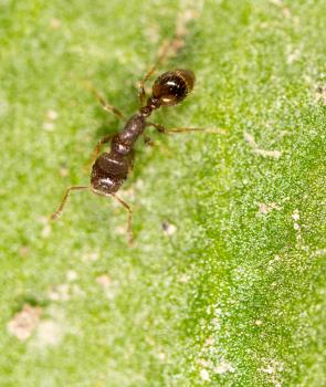 ant on a green leaf. macro