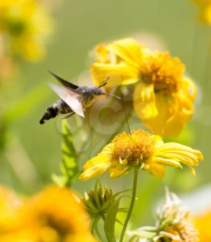 Sphingidae, known as bee Hawk-moth, enjoying the nectar of a yellow flower. Hummingbird moth. Calibri moth.